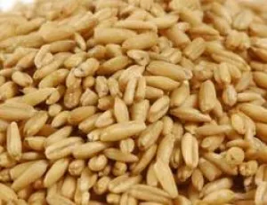 Organic to the Root Oat Groats - 500g